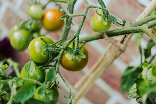 Primer Plano Tomates Orgánicos Inmaduros Las Plantas —  Fotos de Stock