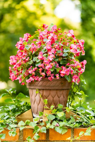 Pink Flowers Green Leaves Stylish Pot Brick Wall Ivy Plant — Stock Photo, Image