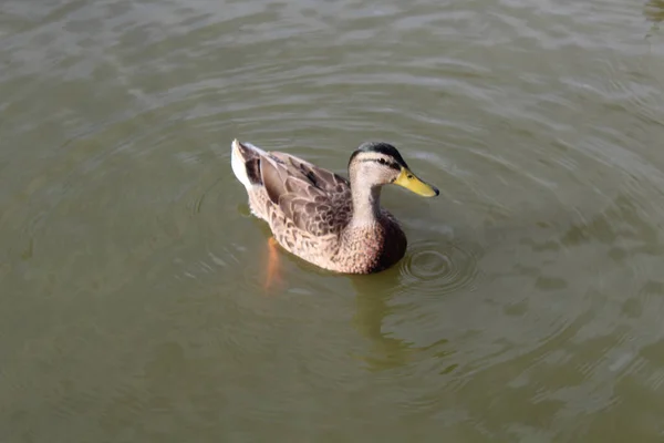 Nahaufnahme Einer Ente Auf Dem See — Stockfoto