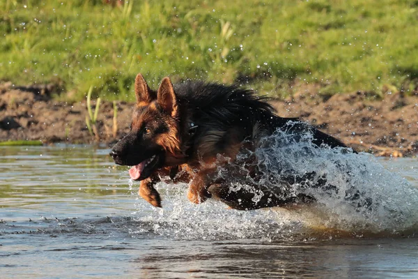 Een Schilderachtig Uitzicht Van Een Schattige Hond Springend Waterplas — Stockfoto