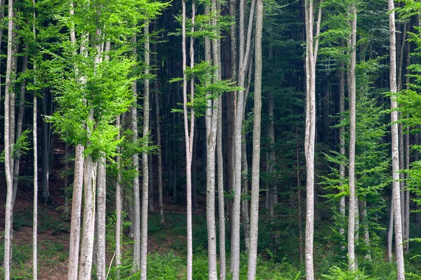 Yazın Yaprak Döken Bir Ormanın Kenarında Bir Manzara — Stok fotoğraf