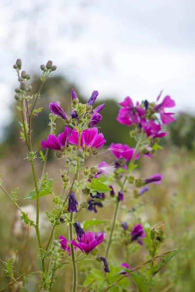 Красиві Рожеві Фіолетові Квіти Лугу Денне Світло — стокове фото