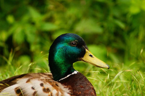 Portretstudie Van Een Mannetjeswilde Groene Gloed Het Zonlicht Stedelijke Flora — Stockfoto