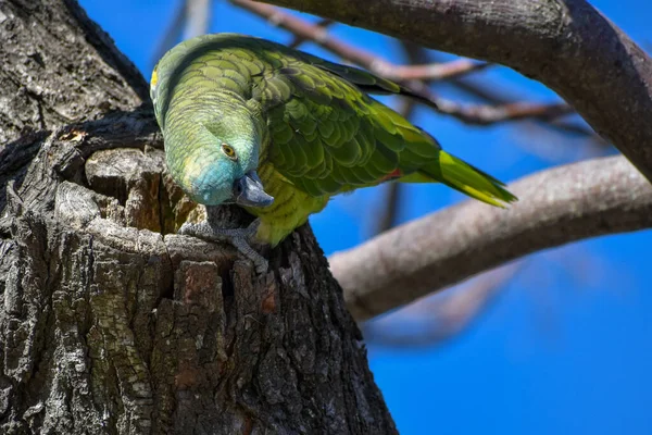 Астроном Бірюзовим Лобом Amazona Aestiva Також Відомий Папуга Синім Лобом — стокове фото