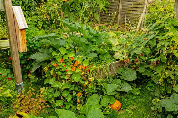 Closeup Shot Pumpkin Plants — Stok Foto