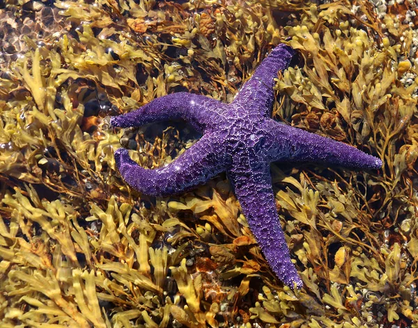 Mauve Gwiazda Ryba Wodorostach Morskich Pacyficznym Oceanie Nanoose Vancouver Wyspie — Zdjęcie stockowe