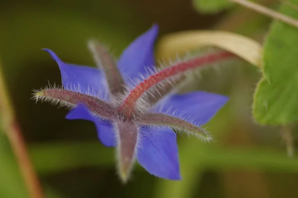 Detailní Záběr Působivé Purpurové Borago Officinalis Každoroční Divokost Obklopený Harmonicky — Stock fotografie