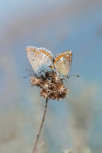 两只美丽的蝴蝶在花朵上飞舞 — 图库照片