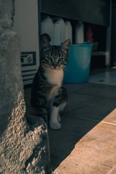 Tiro Perto Gato Sentado Sombra Parede Olhando Para Câmera — Fotografia de Stock