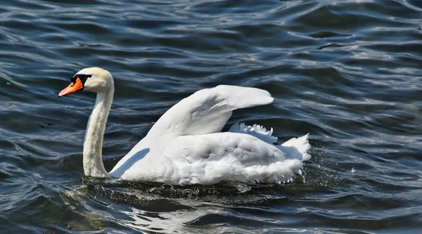 水の中の優雅な白い白鳥の水泳 — ストック写真