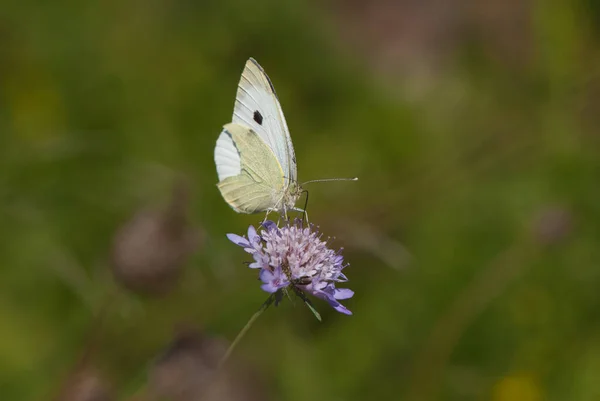 花の上の美しい蝶 — ストック写真