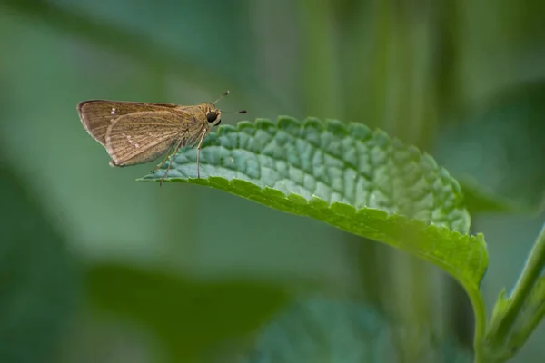 Widok Motyla Liściu — Zdjęcie stockowe