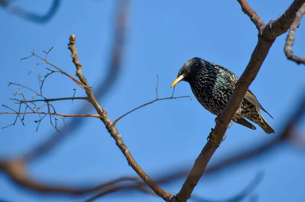 Spreeuwen Spreeuwen Sturnus Vulgaris Buenos Aires — Stockfoto