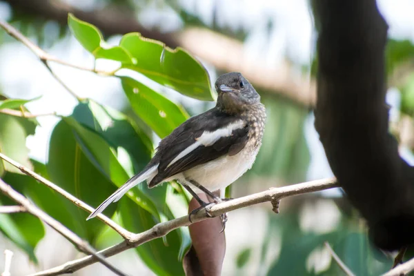 Utsikt Över Vacker Orientalisk Magpie Robin Uppflugen Grenen — Stockfoto