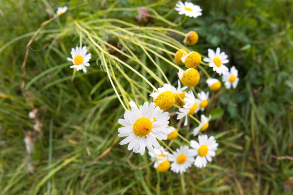 Primo Piano Belle Camomille Campo Una Giornata Nuvolosa — Foto Stock