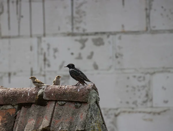 Una Vista Panorámica Las Aves Posadas Sobre Una Superficie Metálica — Foto de Stock