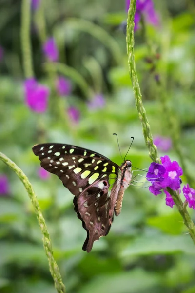 Vertical Shot Beautiful Butterfly Sitting Flowers Garden — Stock Photo, Image