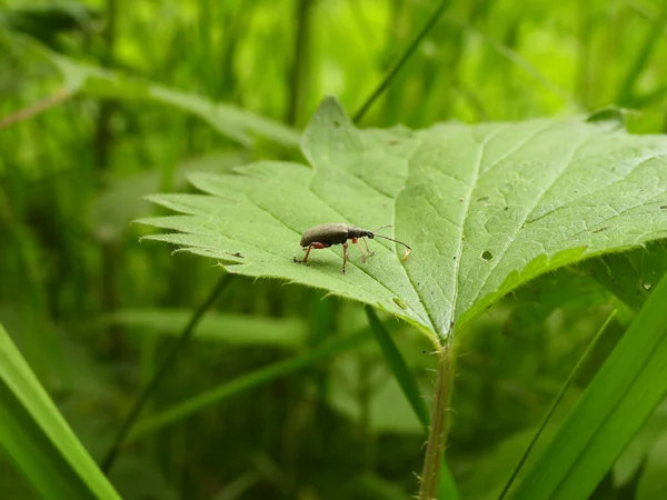 Ένα Κοντινό Πλάνο Ενός Μυρμηγκιού Στο Φύλλο — Φωτογραφία Αρχείου