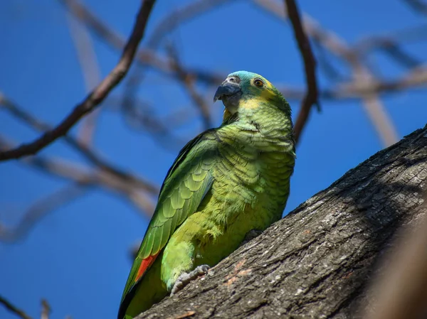 Amazona Frente Turquesa Amazona Aestiva Também Chamado Papagaio Frente Azul — Fotografia de Stock