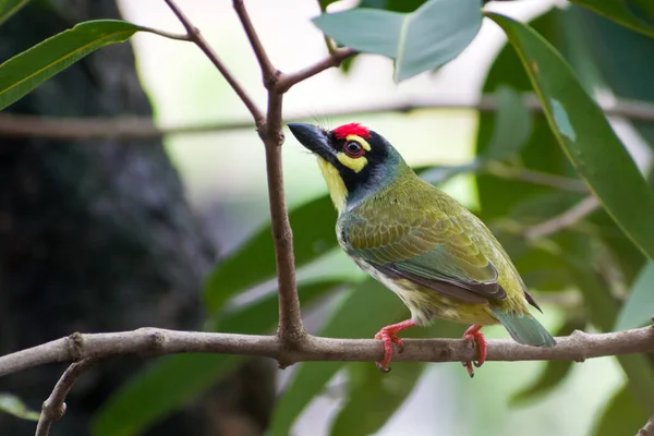 View Beautiful Coppersmith Barbet Perched Branch — Stock Photo, Image