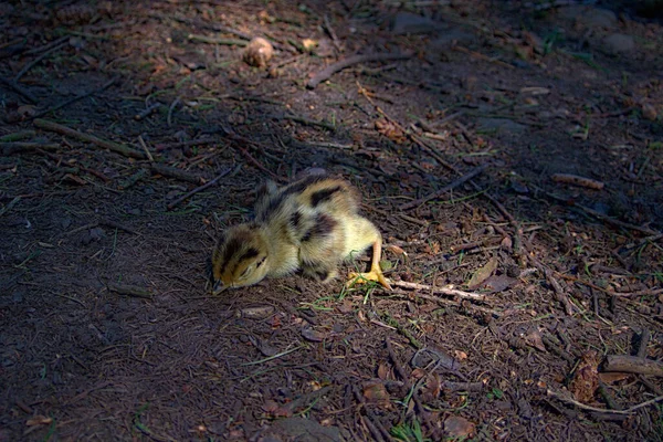 Weak Small Bird Babby Fallen Tree Forest — Stock Photo, Image