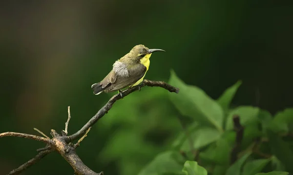 Primer Plano Pájaro Una Rama — Foto de Stock