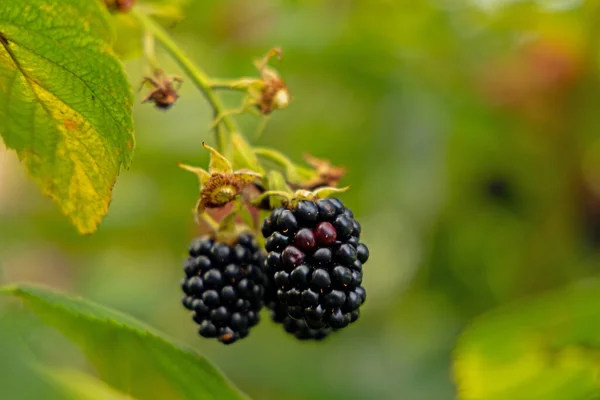 A closeup shot of blackberry