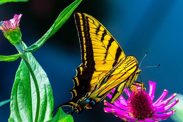 Een Closeup Shot Van Een Gele Vlinder Een Bloem Met — Stockfoto