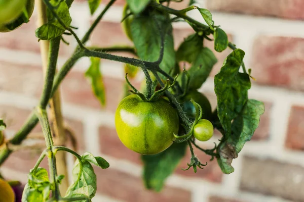 植物上の未熟な有機トマトの閉鎖 — ストック写真