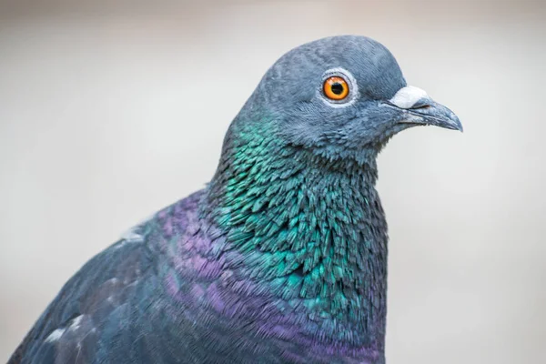 緑紫色の首を持つ灰色の鳩のクローズアップショット — ストック写真