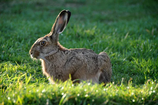 Ευρωπαϊκός Λαγός Lepus Europaeus Καστανός Λαγός Στη Χιλή Παταγονία — Φωτογραφία Αρχείου