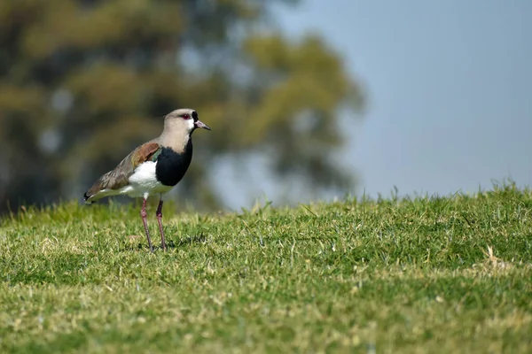 Lapwing Sur Vanellus Chilensis Visto Parque Público Buenos Aires — Foto de Stock