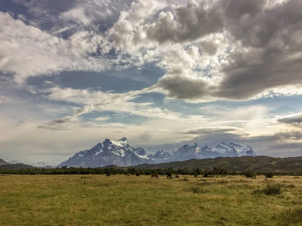 Caballos Frente Cerro Paine Grande Parque Nacional Torres Del Paine —  Fotos de Stock