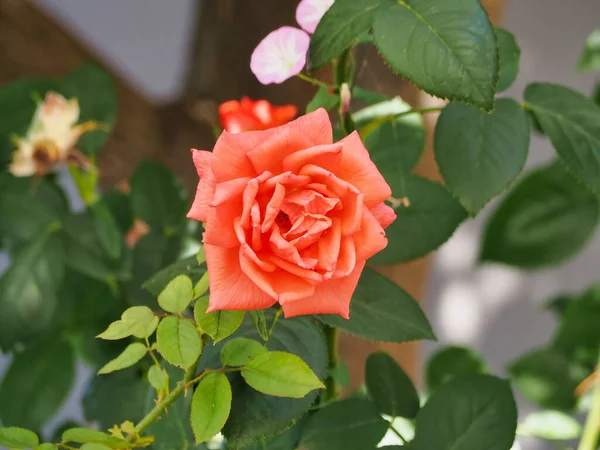 Una Rosa Brillante Jardín —  Fotos de Stock