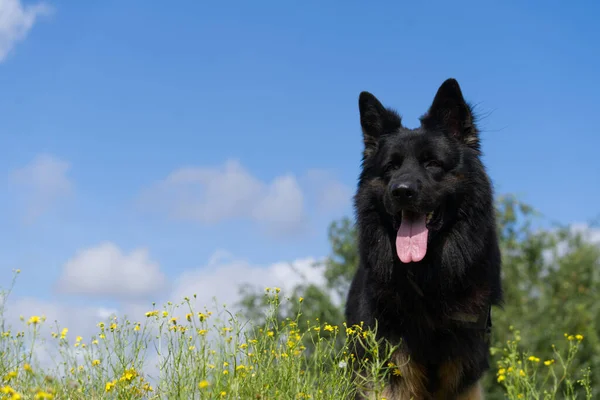 Vacker Utsikt Över Söt Svart Hund Som Sticker Tungan — Stockfoto