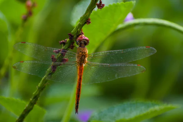 Ein Blick Auf Eine Libelle Auf Dem Ast Eines Baumes — Stockfoto