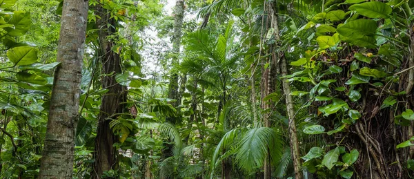 Plano Panorámico Vegetación Selva Atlántica Brasil —  Fotos de Stock