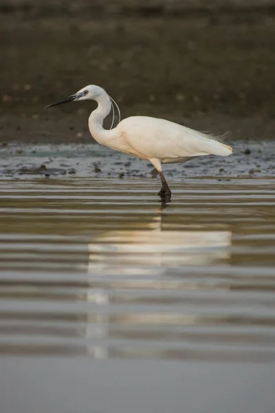 Disparo Vertical Una Garza Cuello Largo Lago —  Fotos de Stock