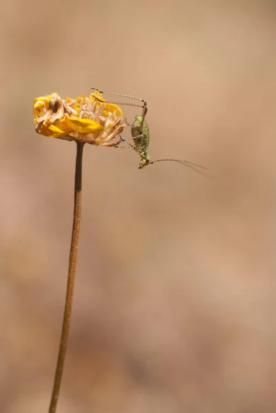 Disparo Vertical Insecto Sobre Una Flor Amarilla — Foto de Stock