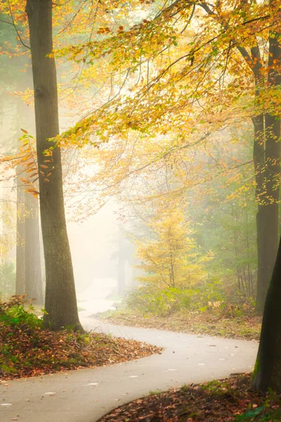 Beautiful Shot Asphalt Road Goes Autumn Forest Royalty Free Stock Images