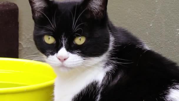 Schwarz Weiße Katze Mit Vielen Schönen Gelben Und Blauen Augen — Stockvideo