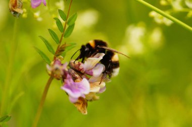 Close-up of a large earth bumblebee on a vetch. They like to bite the base of the flower to get directly to the nectar. clipart