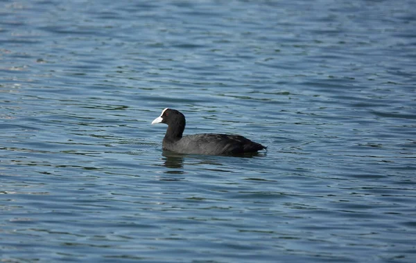 Coot Lago Água Azul Rio — Fotografia de Stock