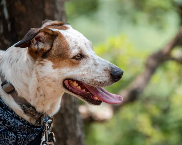 Boczny Portret Pięknego Psa Myśliwskiego Jack Russell Terrier Niebieską Bandaną — Zdjęcie stockowe