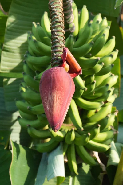 Close Vertical Uma Nova Palmeira Banana — Fotografia de Stock