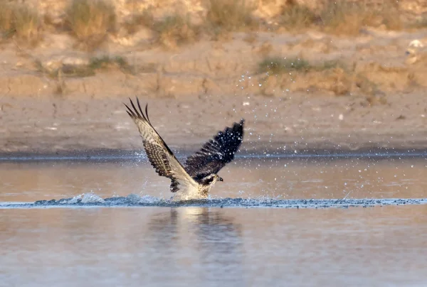 Águila Majestuosa Volando Sobre Lago — Foto de Stock