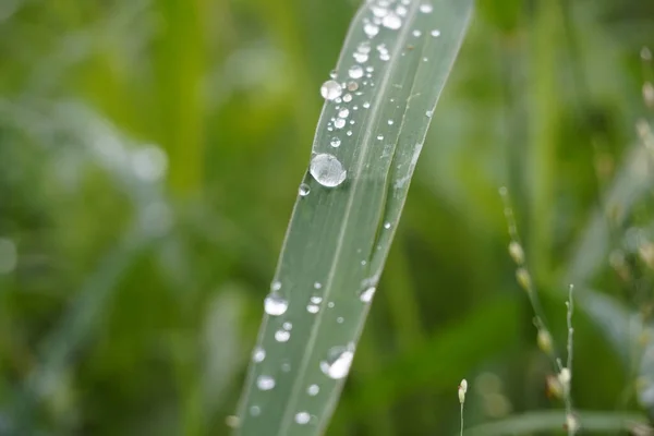 在绿草上滴了一小滴露水 — 图库照片