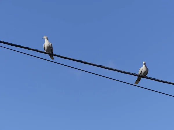 Holubice Sedí Elektrickém Vedení Modrou Oblohou Pozadí — Stock fotografie