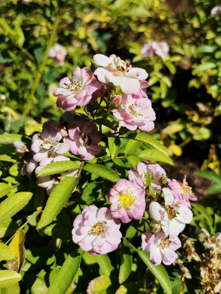 Цветущие Розовые Розы Ботаническом Саду Мадриде Испания — стоковое фото