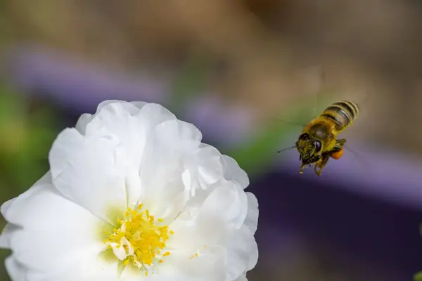 Eine Biene Der Nähe Einer Schönen Weißen Blume — Stockfoto